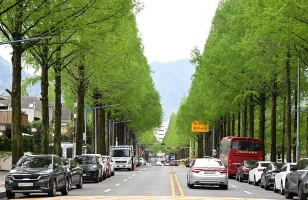 City Forest Festival